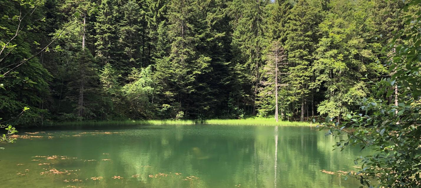 Forstseeli AI; Bild: S. Lutz Hochreutener